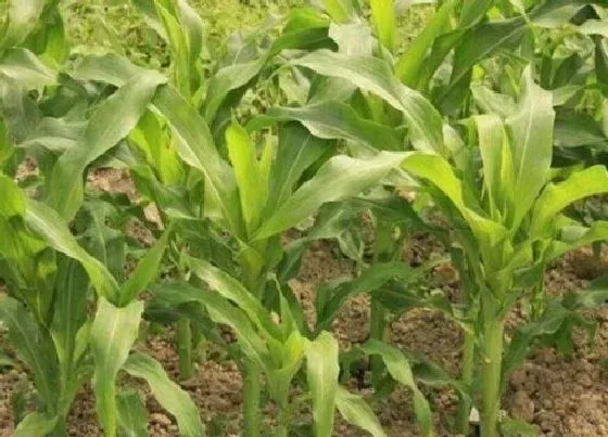 植物常识问题|玉米苗什么时候间苗最合适（间苗一般在什么时期最好）