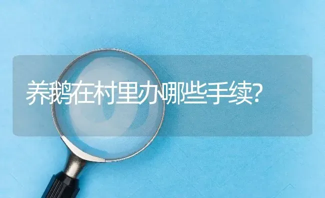 养鹅在村里办哪些手续? | 养殖问题解答