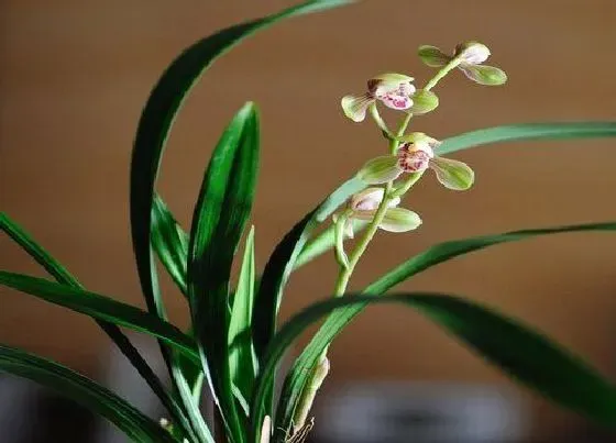 植物常识问题|兰花老芦头如何提高发芽率