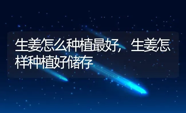 生姜怎么种植最好,生姜怎样种植好储存 | 养殖常见问题