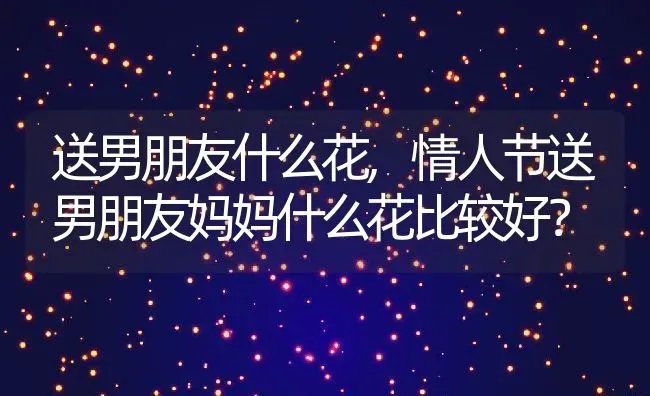 送男朋友什么花,情人节送男朋友妈妈什么花比较好？ | 养殖常见问题