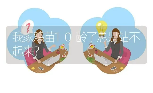 我家鸡苗10龄了总是站不起来? | 养殖问题解答