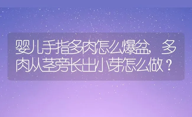 婴儿手指多肉怎么爆盆,多肉从茎旁长出小芽怎么做？ | 养殖常见问题