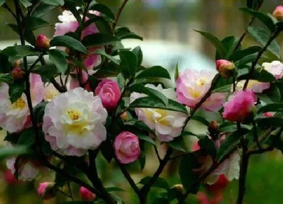植物常识问题|春季养茶花如何做好病害的防治工作