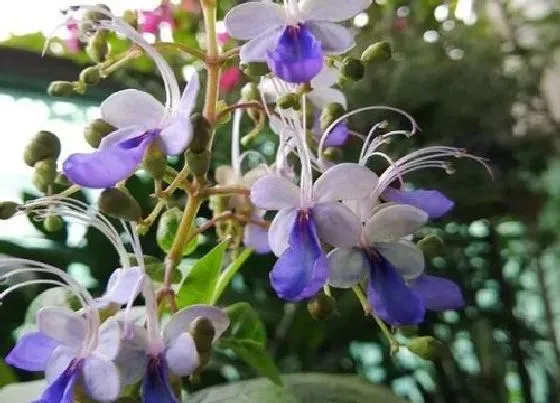 植物常识问题|蝴蝶兰花梗如何繁殖成功率大大提高