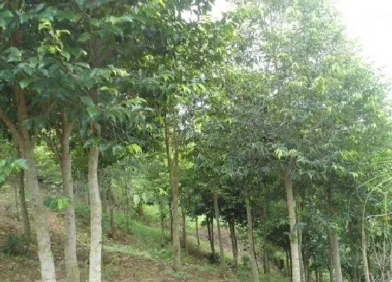 植物常识问题|沉香和檀香的区别