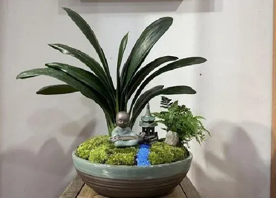 植物常识问题|夏季家庭怎么养护君子兰避免烂根