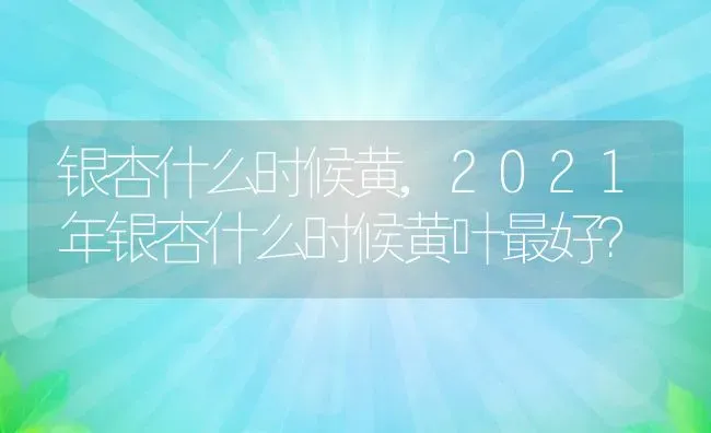 银杏什么时候黄,2021年银杏什么时候黄叶最好？ | 养殖常见问题