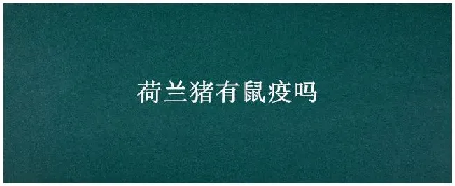荷兰猪有鼠疫吗 | 农业常识