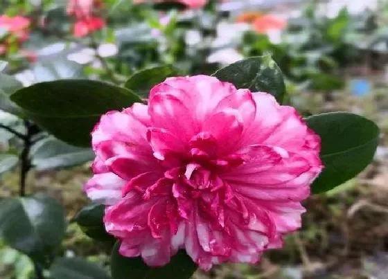 植物常识问题|6月如何养护茶花状态好