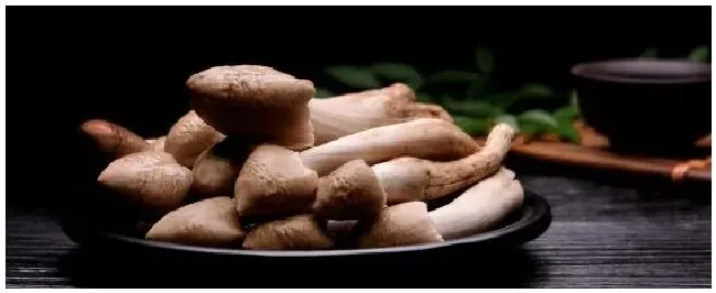 鸡枞菌一般生长在什么地方 | 三农问答