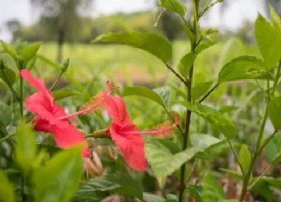 植物常识问题|扶桑出现掉苞现象的原因