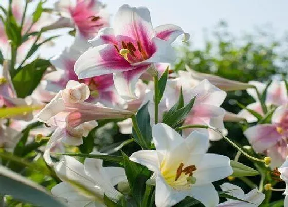 植物常识问题|为什么家里不能养百合花 百合花适合在家里养吗