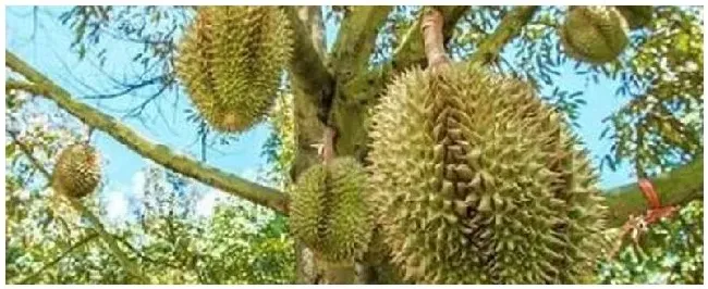 种植榴莲几年可以挂果 | 三农答疑