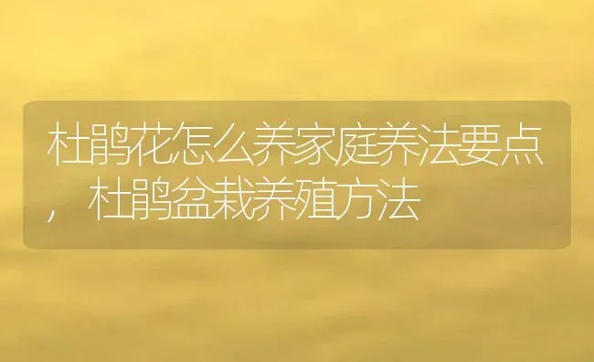 杜鹃花怎么养家庭养法要点,杜鹃盆栽养殖方法 | 养殖常见问题