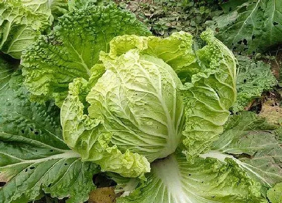 植物常识问题|种的大白菜还没长心怎么办（白菜幼苗没包心怎么回事）