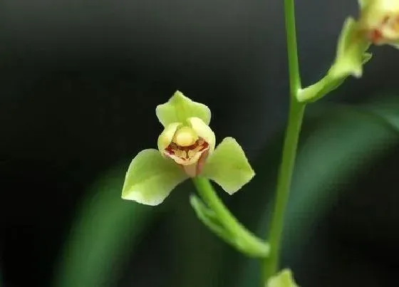 植物常识问题|如何正确给兰花使用叶面肥