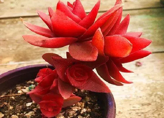 植物常识问题|6月养多肉如何做好防虫工作