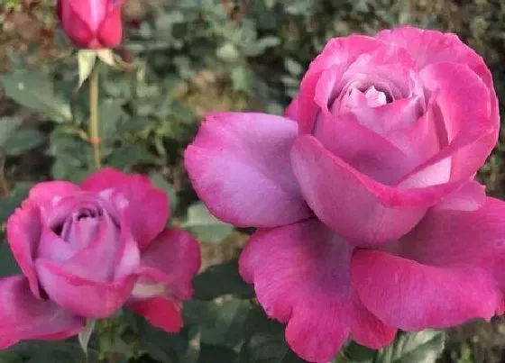 植物常识问题|月季花枯枝需要怎么处理呢