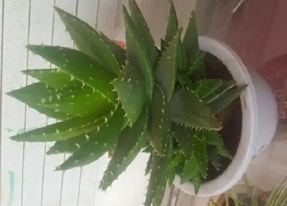 植物常识问题|夏天如何养护芦荟叶片水嫩