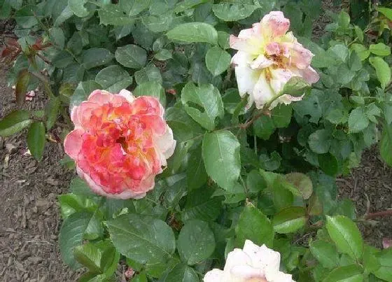 植物常识问题|月季花枯枝需要怎么处理呢