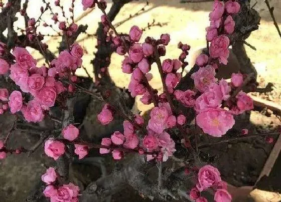 植物常识问题|客厅可以哪些开花的树