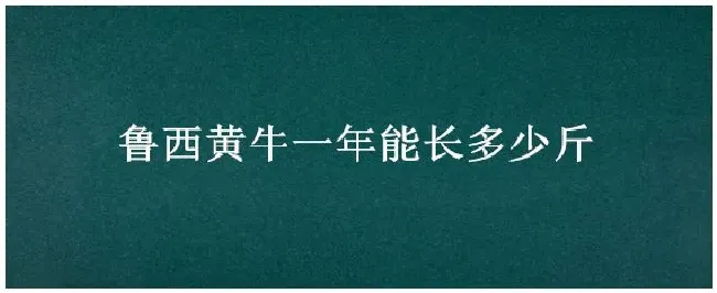 鲁西黄牛一年能长多少斤 | 农业常识