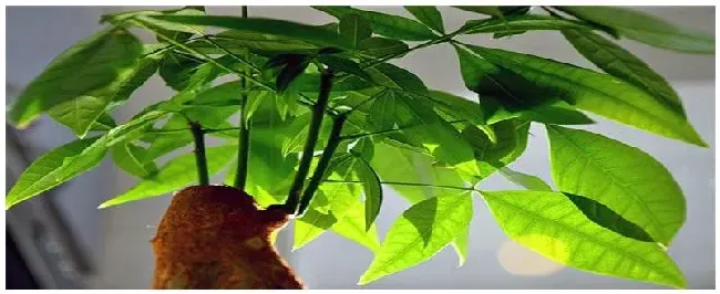 发财树怎么种植方法 | 农业问题