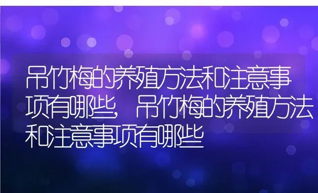 吊竹梅的养殖方法和注意事项有哪些,吊竹梅的养殖方法和注意事项有哪些 | 养殖常见问题