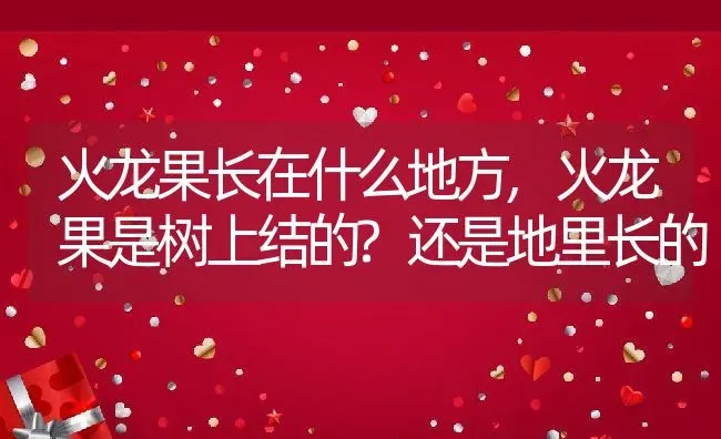 火龙果长在什么地方,火龙果是树上结的?还是地里长的 | 养殖常见问题