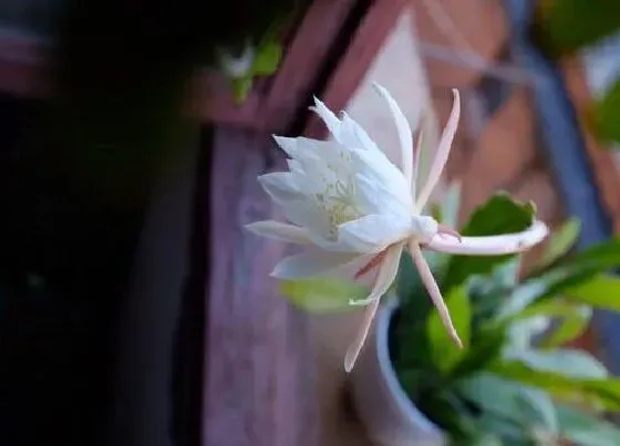 植物常识问题|昙花可以吃吗怎么吃 新鲜的昙花有什么功效和禁忌