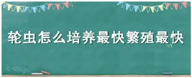 轮虫怎么培养最快繁殖最快 | 农业答疑