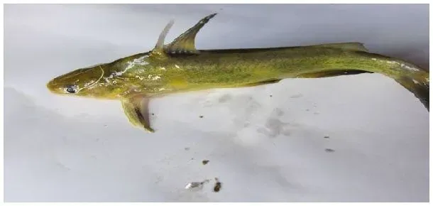 黄颡鱼可以用草鱼饲料养吗 | 科普知识