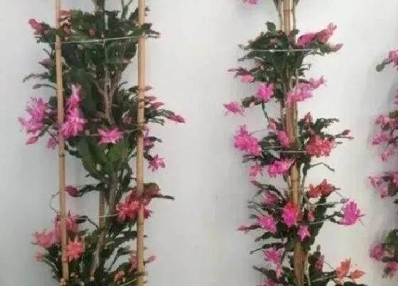 植物常识问题|叶仙嫁接蟹爪兰怎么养护