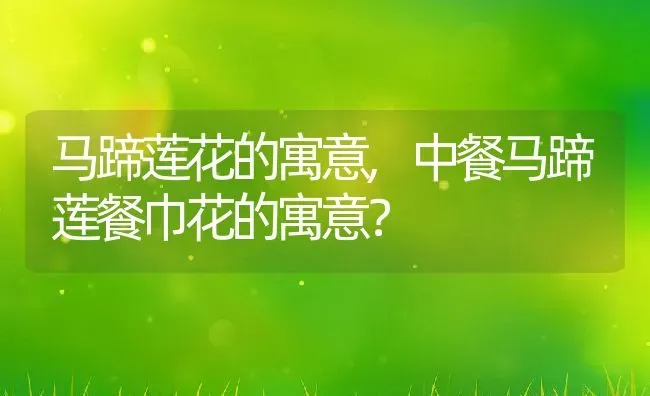 九里香和黄杨的区别,九里香米兰哪个高贵？ | 养殖常见问题