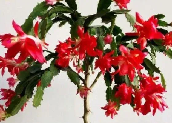 植物常识问题|叶仙嫁接蟹爪兰怎么养护