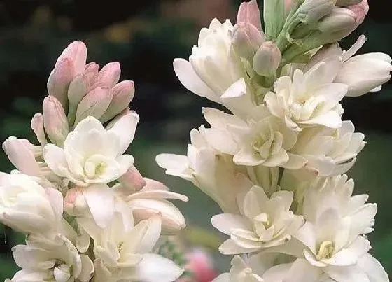 植物常识问题|晚香玉只长叶子不开花