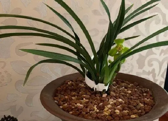 植物常识问题|如何养护兰花提高它本身的抗性