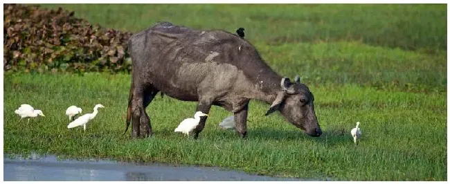 肉牛和水牛的区别 | 农业问题