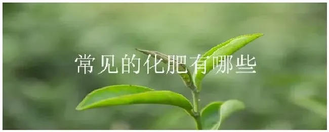 常见的化肥有哪些 | 农业常识