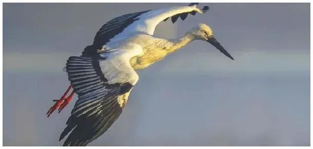 鹳雀是什么鸟 | 生活常识