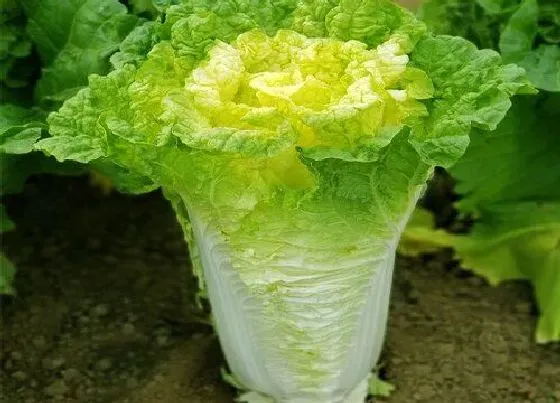 植物常识问题|秋白菜怎么种植产量高的方法（秋播大白菜的栽培技术）