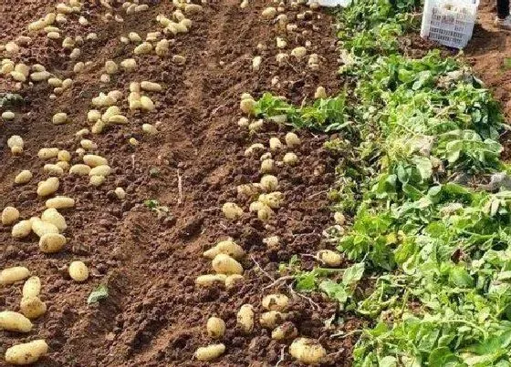 植物常识问题|土豆什么时候种植最合适 种土豆的方法和步骤