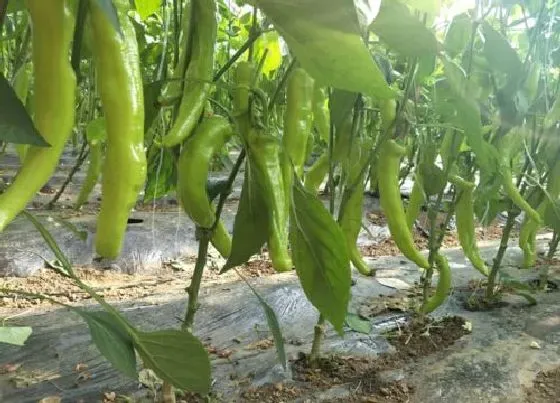 植物常识问题|辣椒地里的草太多怎么办（打辣椒地里杂草用什么农药）