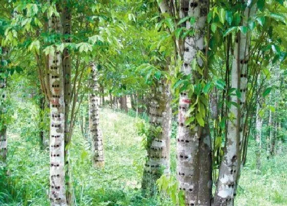 植物常识问题|沉香和檀香的区别