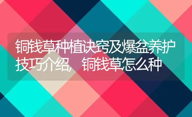 铜钱草种植诀窍及爆盆养护技巧介绍,铜钱草怎么种 | 养殖常见问题