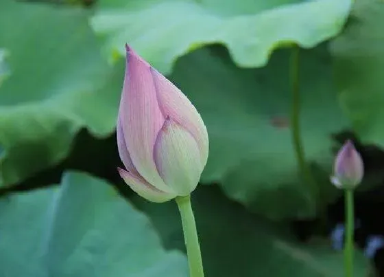 植物常识问题|荷花是几月开的最茂盛  荷花开花时间在什么季节