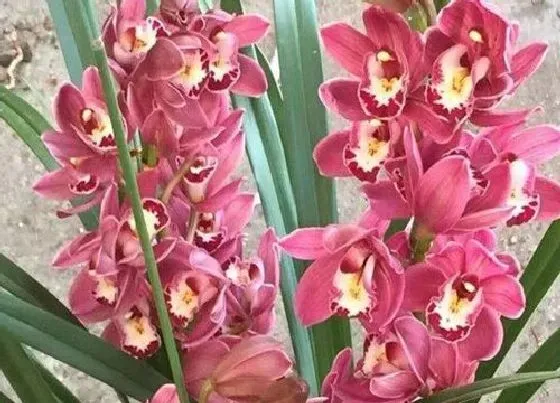 植物常识问题|如何解决兰花易根腐、不开花问题