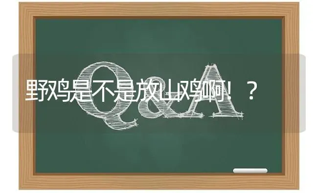 野鸡是不是放山鸡啊！? | 养殖问题解答