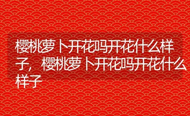 樱桃萝卜开花吗开花什么样子,樱桃萝卜开花吗开花什么样子 | 养殖常见问题